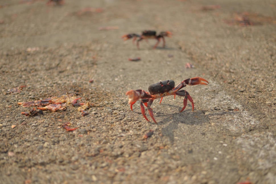 Crab Migration in Cuba - Best Season