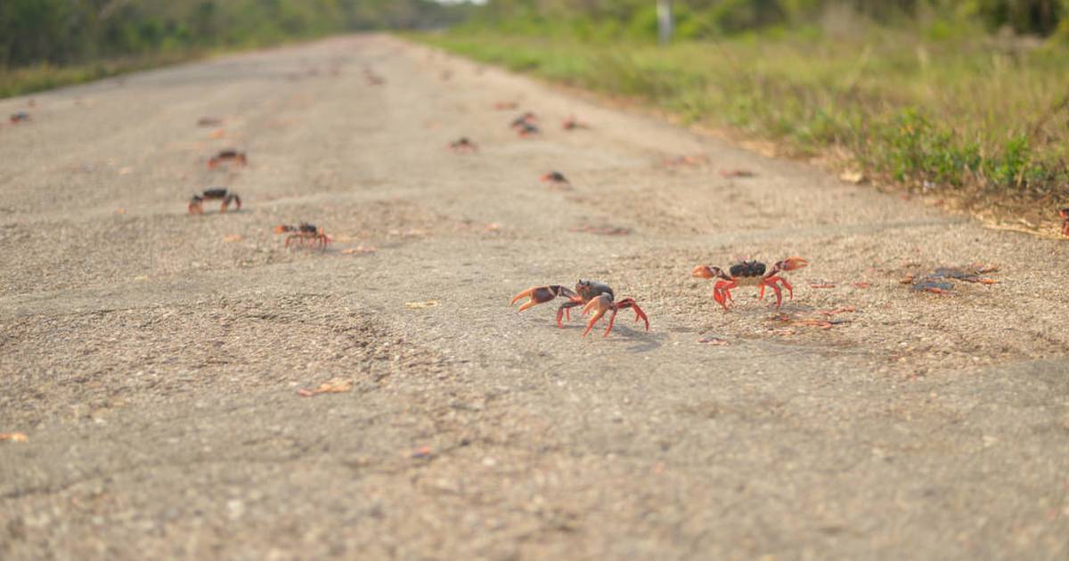 Crab Migration in Cuba - Best Time