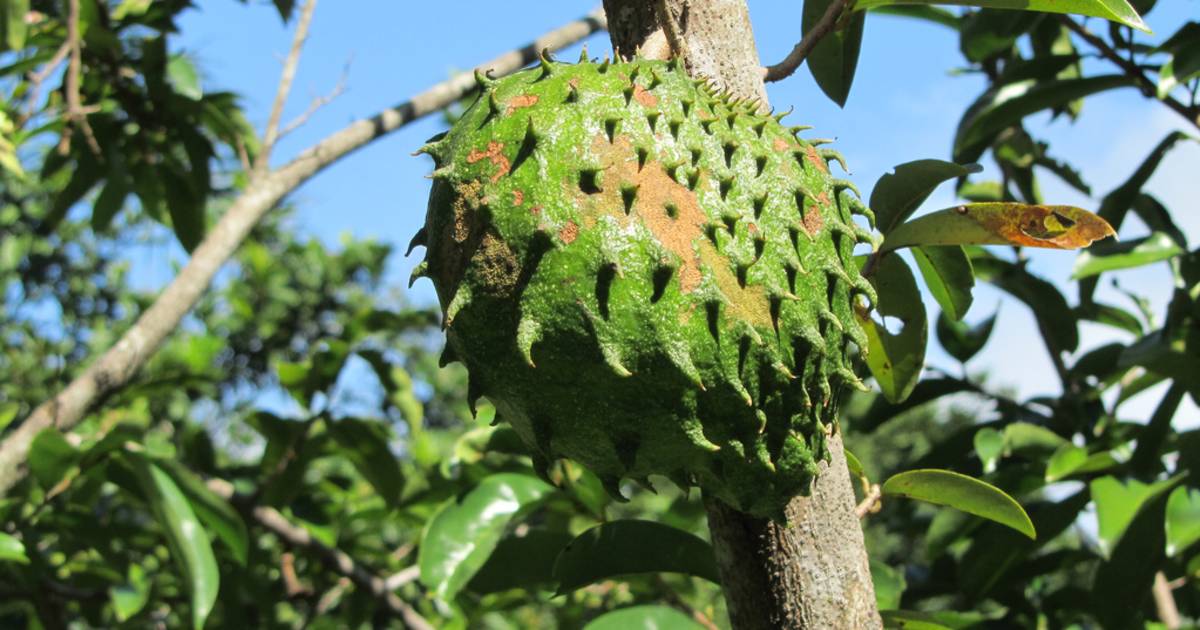 Guanabana Season in Cuba 2019 – Rove.me