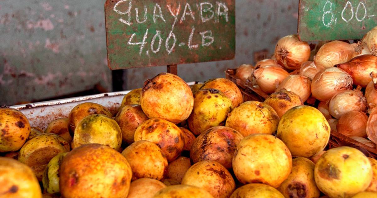 Guava or Guayaba in Cuba - Best Time