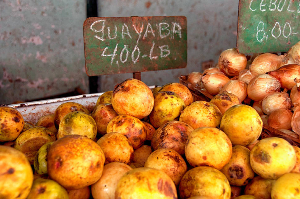 Guava or Guayaba in Cuba - Best Time
