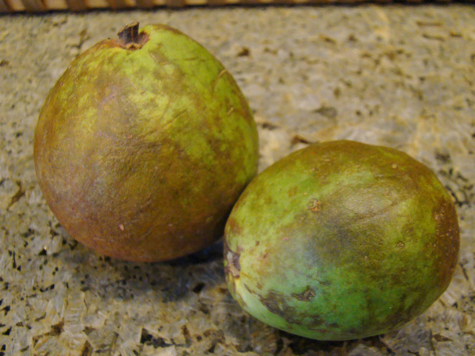 Guava or Guayaba in Cuba - Best Season