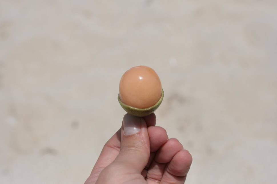 Mamoncillo Season in Cuba - Best Season