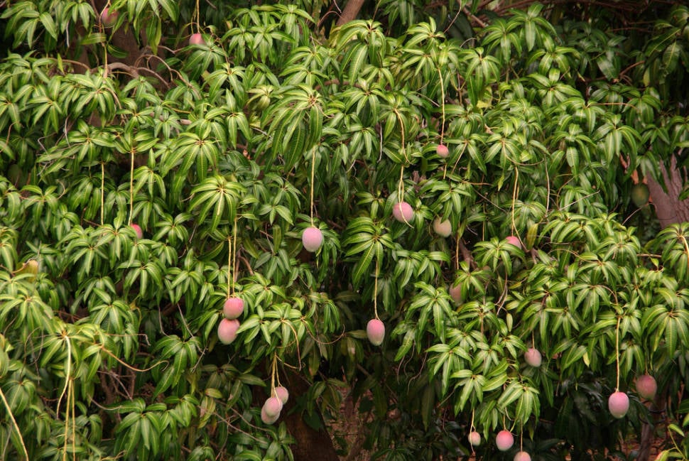 Mango Season in Cuba - Best Season