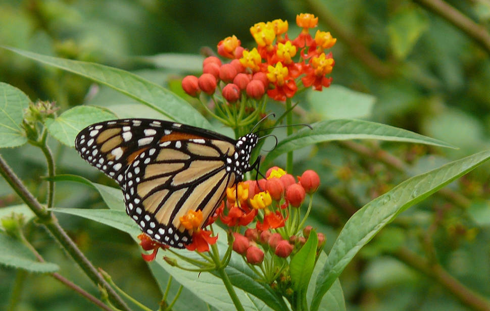 Monarch Butterfly Migration in Cuba - Best Season