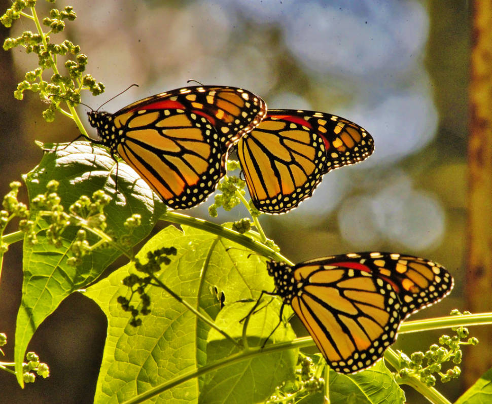 Monarch Butterfly Migration in Cuba - Best Time