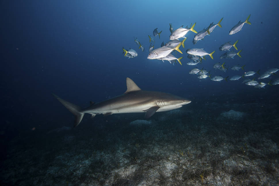 Best time to see Snorkeling and Diving in Cuba