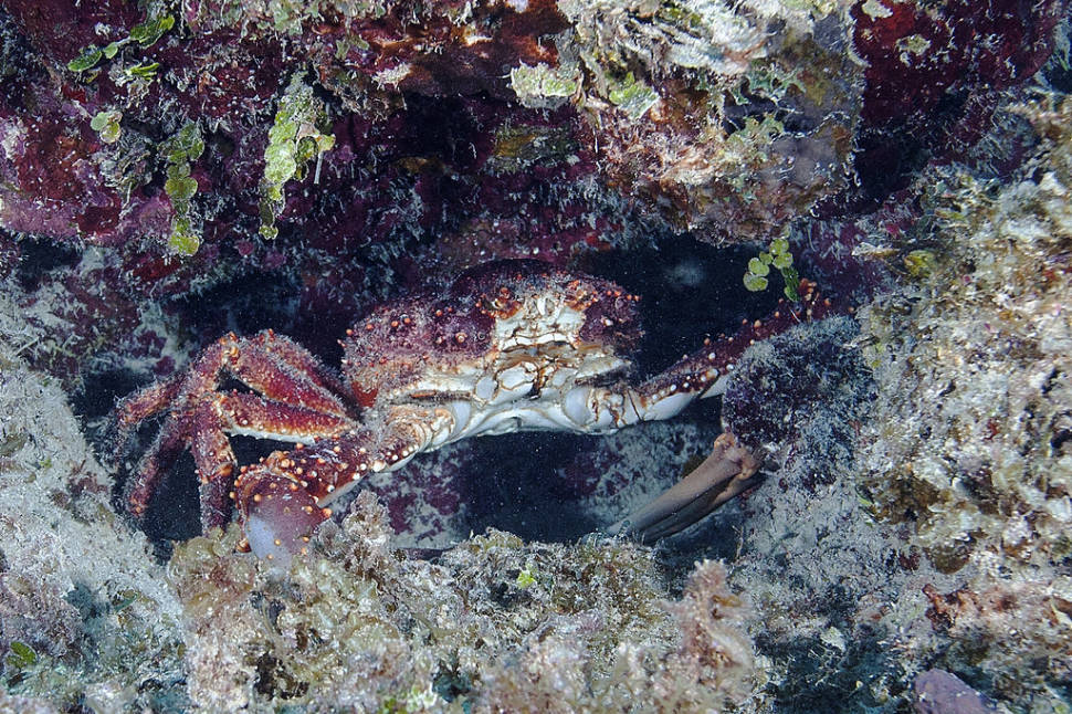 Best time for Snorkeling and Diving