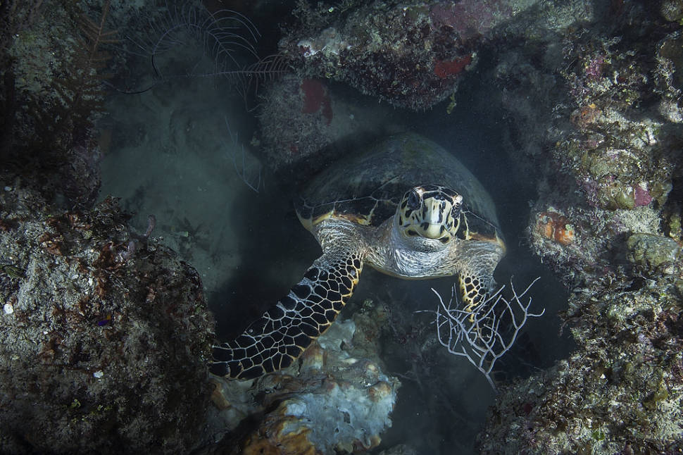 Snorkeling and Diving in Cuba - Best Season