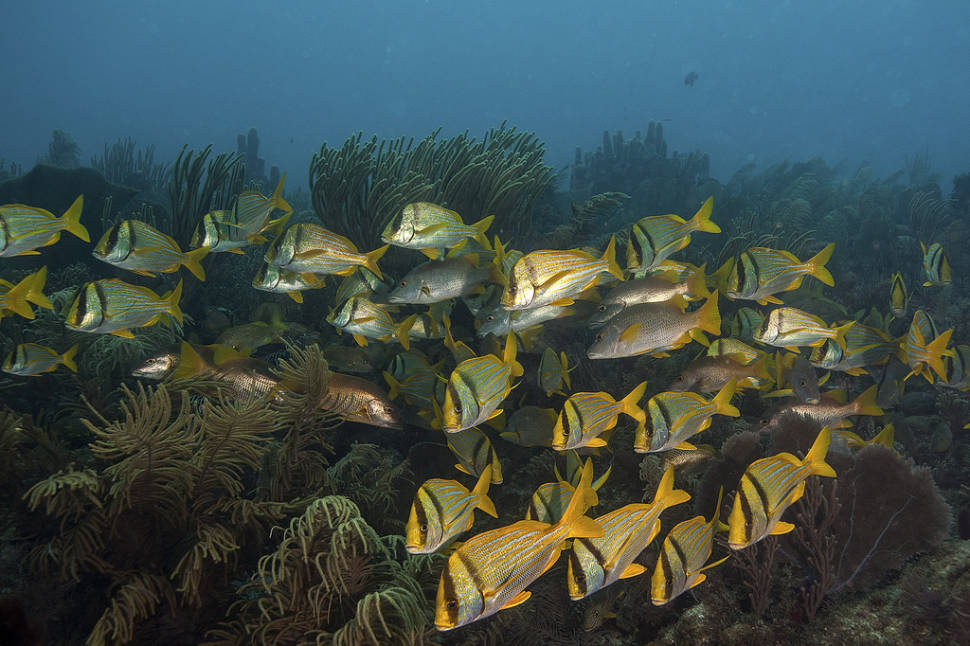 Best time for Snorkeling and Diving in Cuba