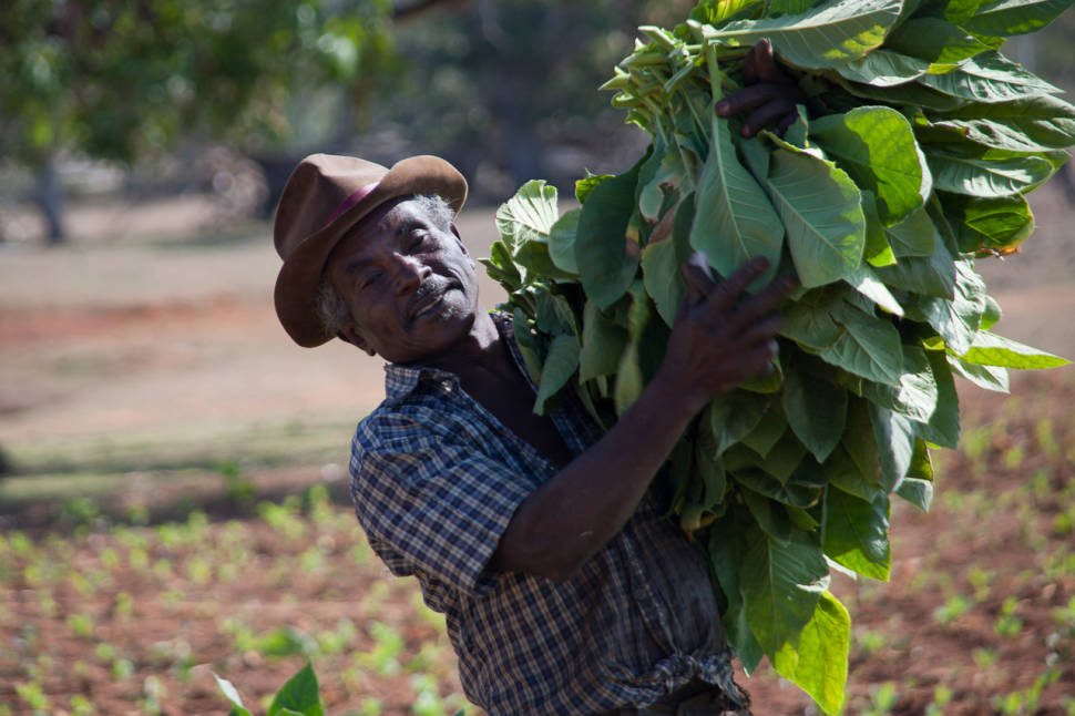 Tobacco harvester near Puerto Esperanza, Vinales, Cuba