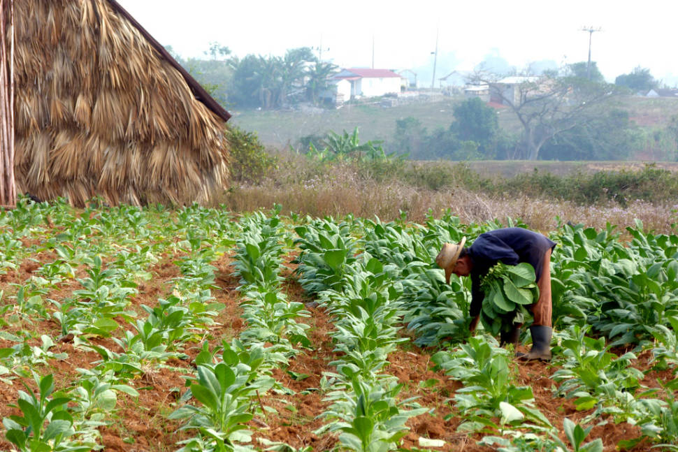 Harvesting tobacco in Vinales