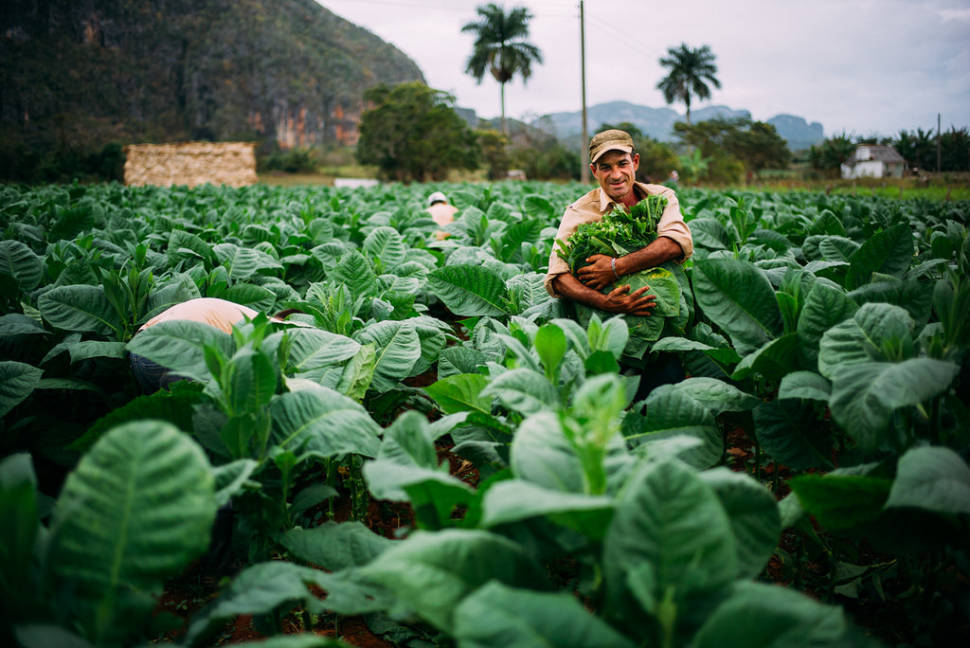 Tobacco Harvest in Cuba - Best Time