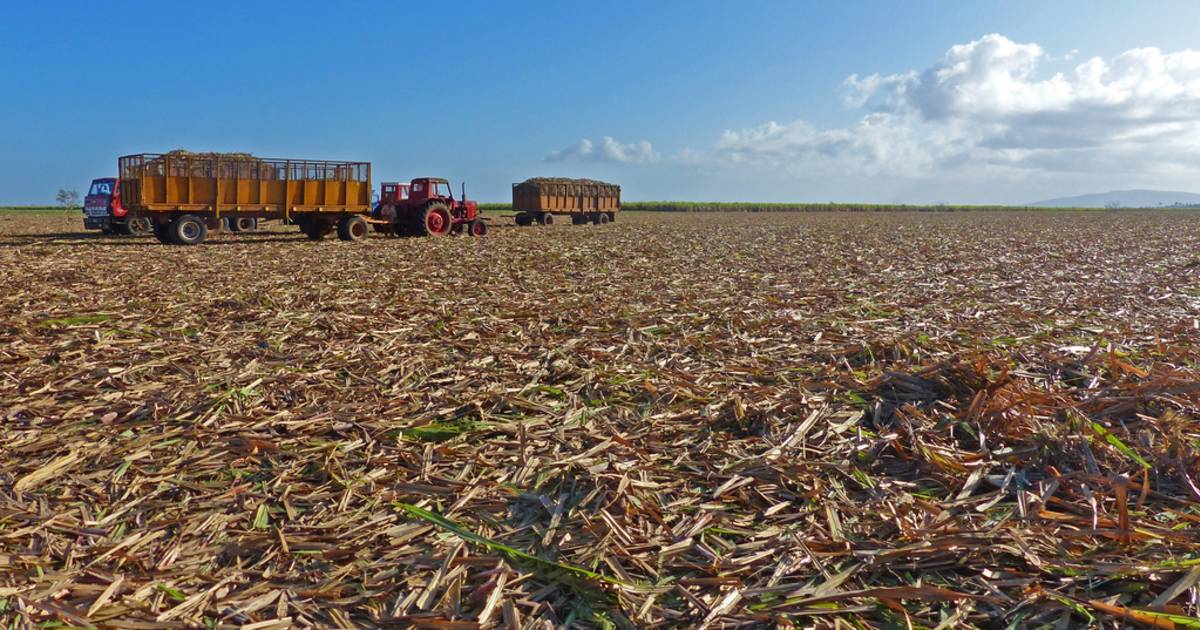 Zafra Harvest in Cuba - Best Time