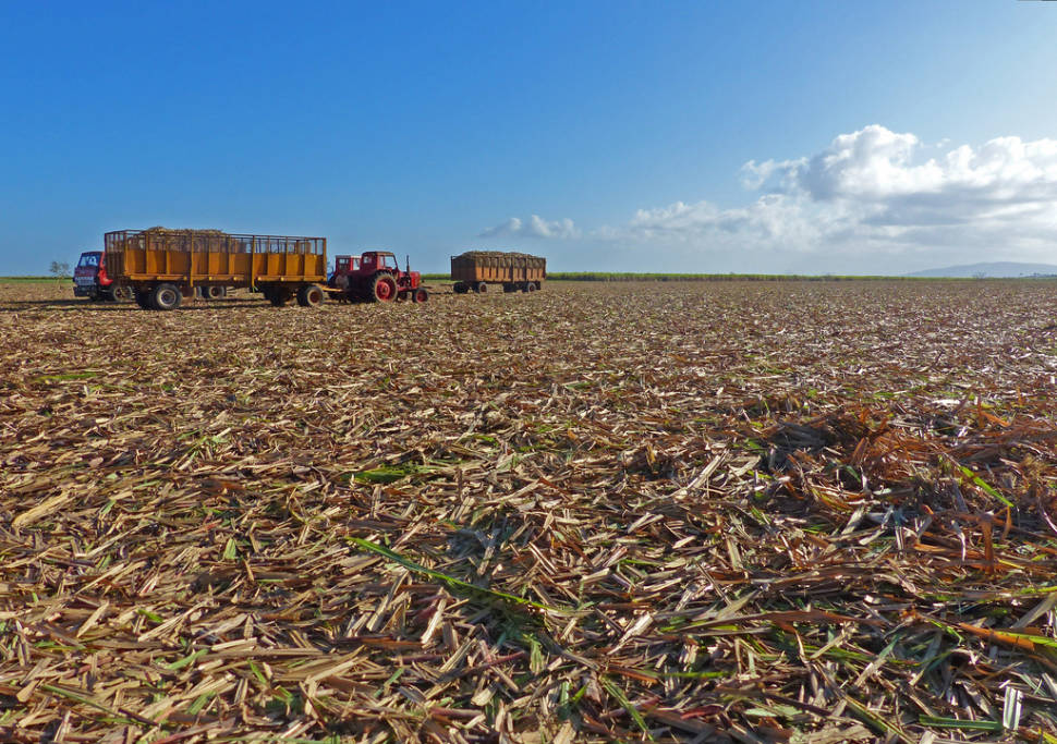 Zafra Harvest in Cuba - Best Time