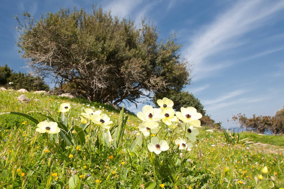 Best time to see Aphrodite Trail Abloom in Cyprus