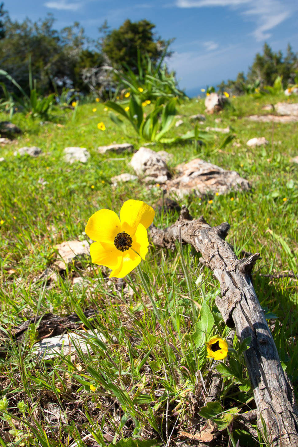 Best time for Aphrodite Trail Abloom