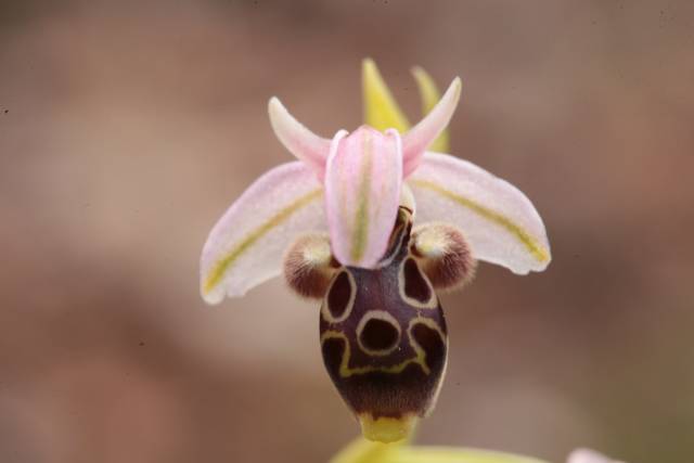 Blooming Orchids in Cyprus - Best Season