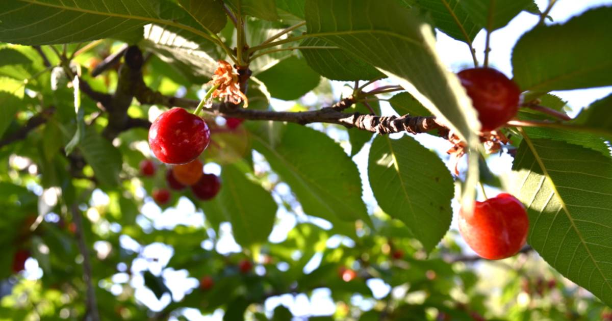 Cherries in Cyprus - Best Time