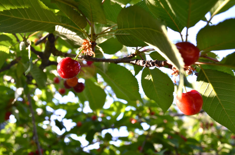 Cherries in Cyprus - Best Time