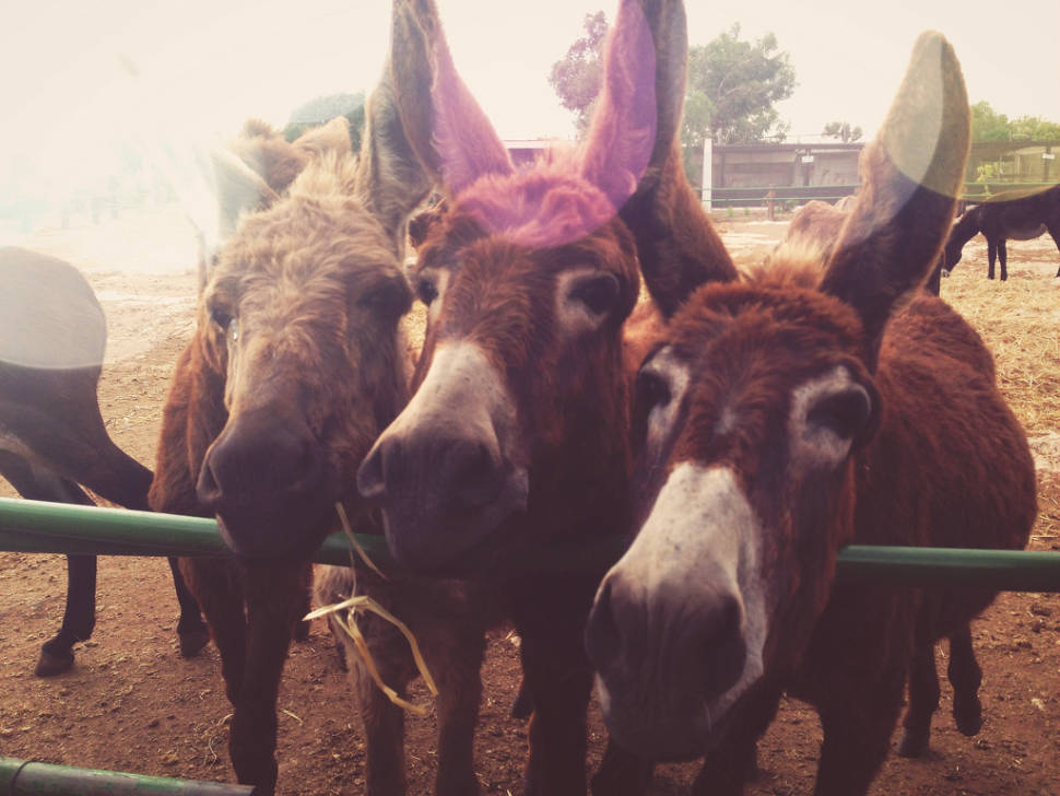 Best time for Donkeys in Cyprus