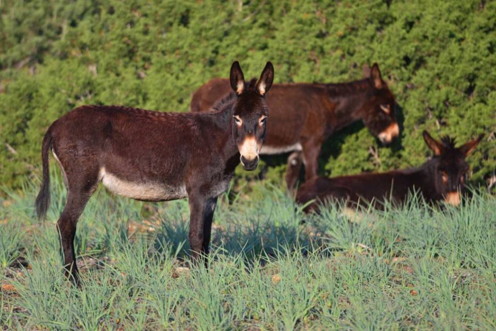 Donkeys in Cyprus - Best Season