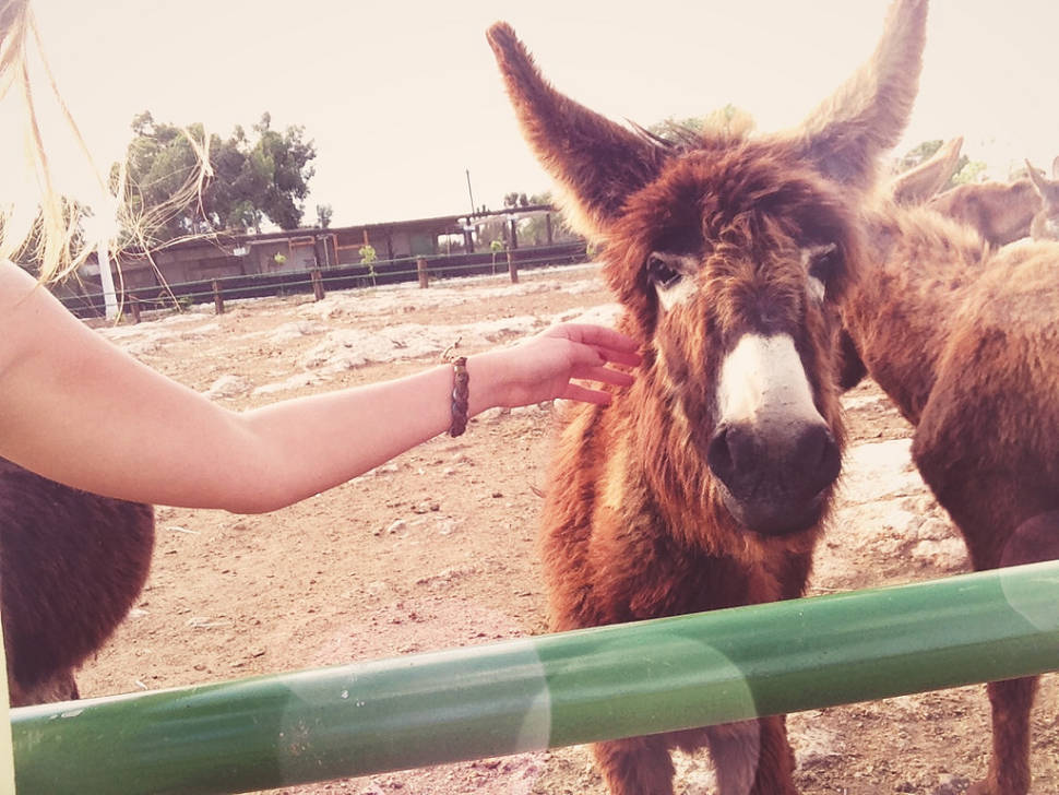Donkeys in Cyprus - Best Time