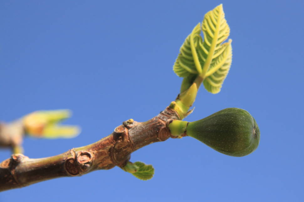 Figs in Cyprus - Best Season