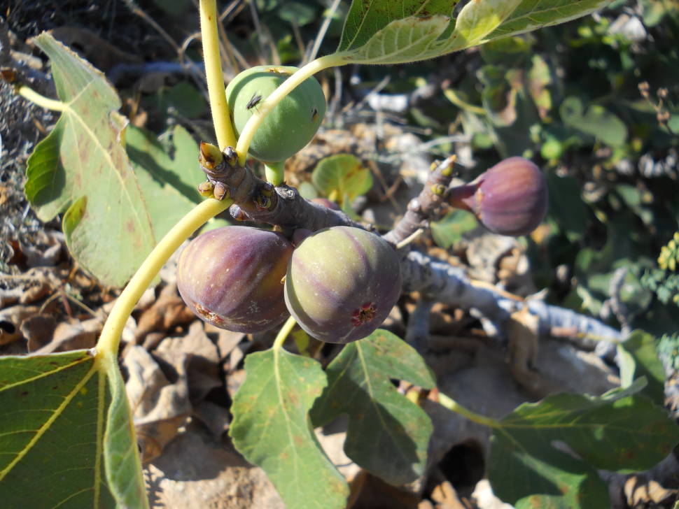 Figs in Cyprus - Best Time