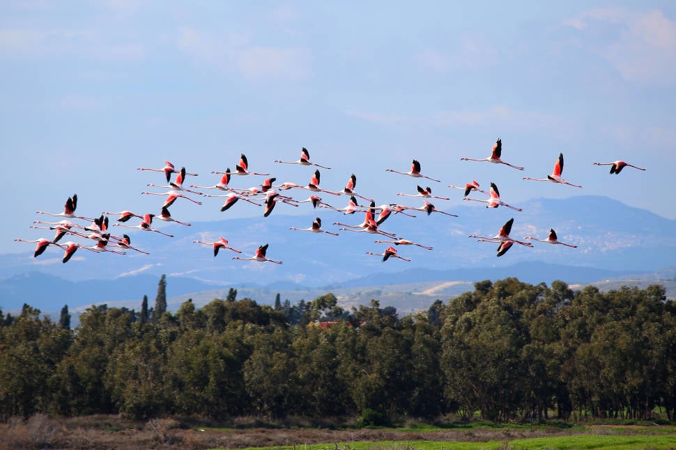 Greater Flamingos in Cyprus - Best Season