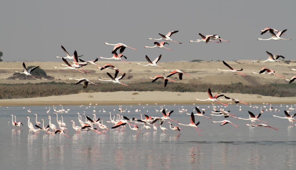 Best time for Greater Flamingos in Cyprus
