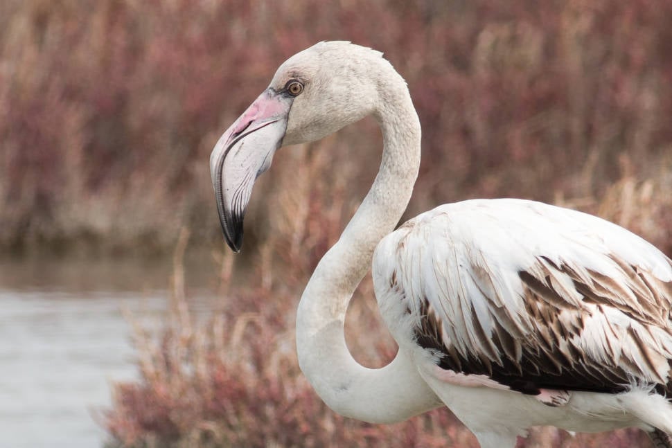 Juvenile greater flamingoes are not as pink as one could expect. So don't be upset, it just takes time for them to gain colour.