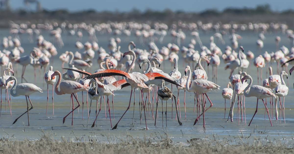 Greater Flamingos in Cyprus - Best Time