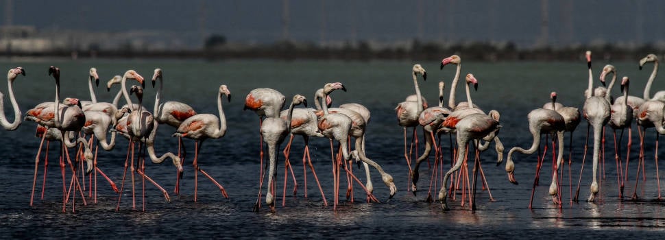 Often, Greater Flamingoes arrive first at the Akrotiri Lake, and later on move to Larnaca Lake