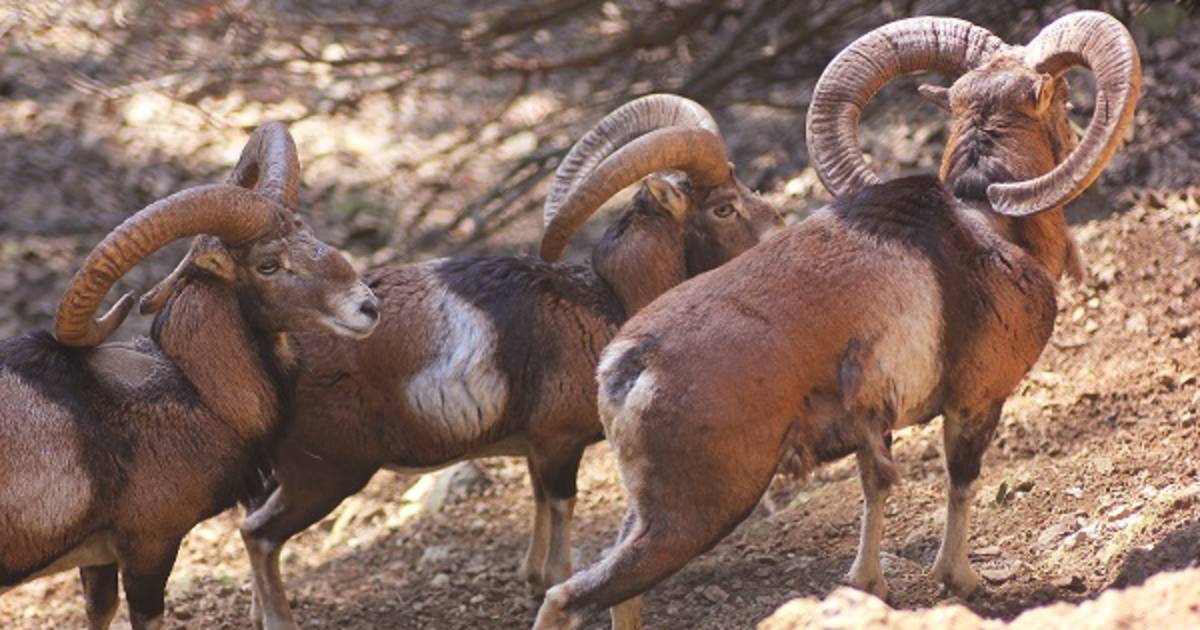 Cyprus Mouflon: Wild Sheep in Cyprus - Best Time