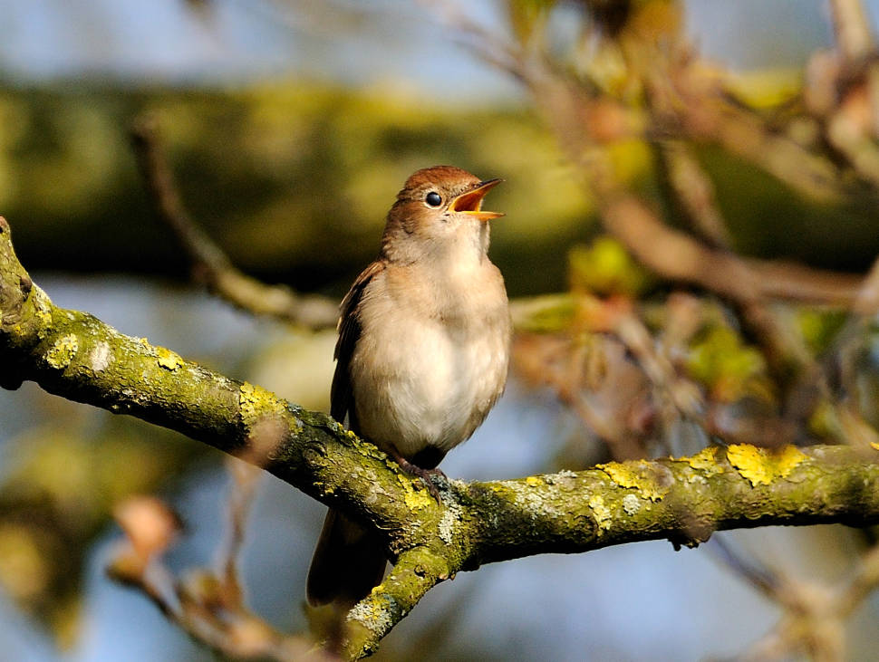 Nightingales in Cyprus - Best Time