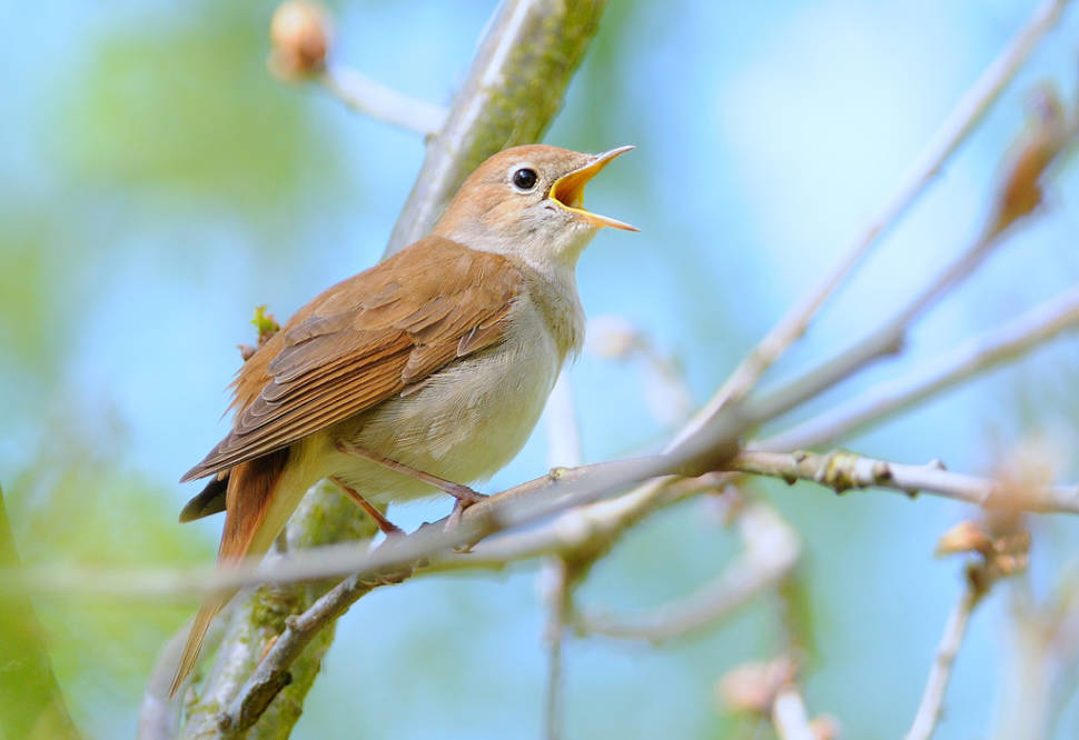 Nightingales in Cyprus - Best Season