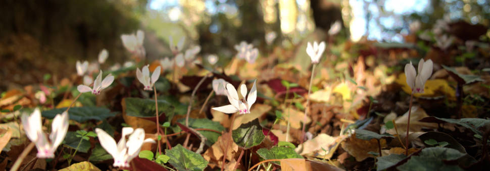 Pink Cyclamen in Cyprus - Best Season