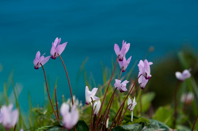 Wild cyclamen in Akamas