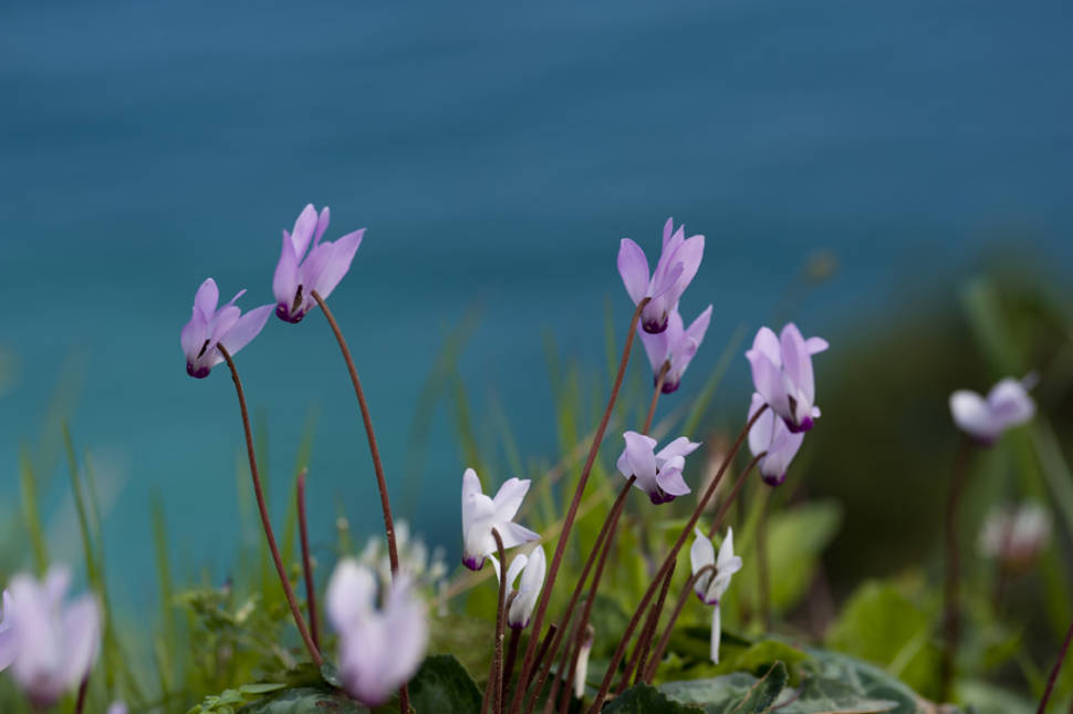 Wild cyclamen in Akamas