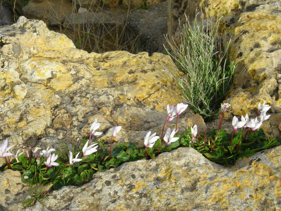 Pink Cyclamen in Cyprus - Best Time