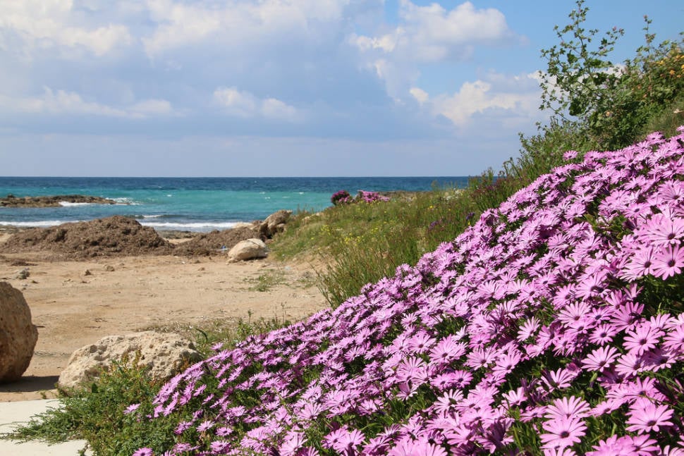 Spring in Cyprus - Best Time