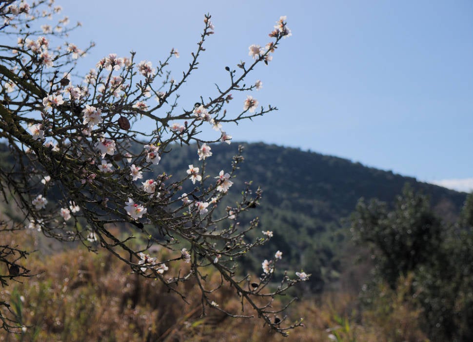 Almond bloom