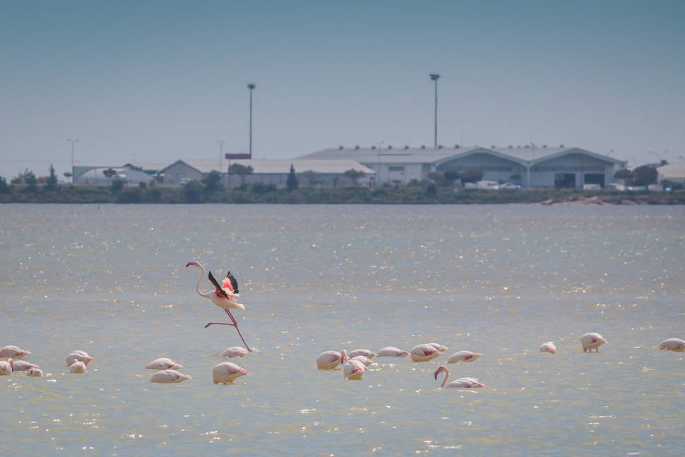 Flamingos at Larnaca salt lake