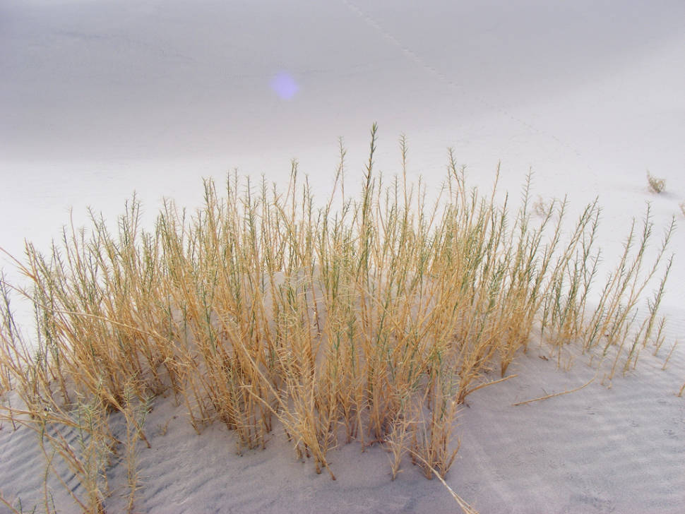 Eureka Dunegrass, endemic to Eureka Dunes