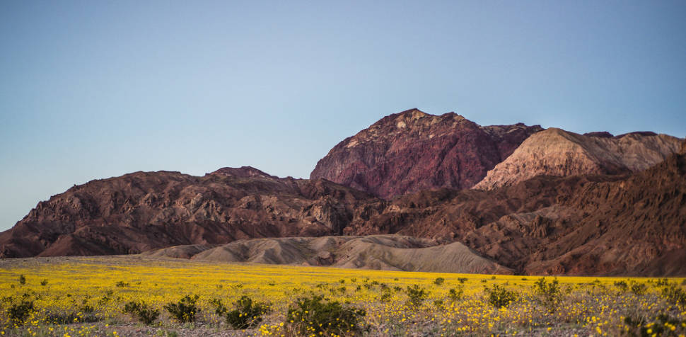 Death Valley Super Bloom in Death Valley - Best Season