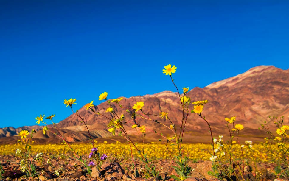 Best time for Death Valley Super Bloom in Death Valley
