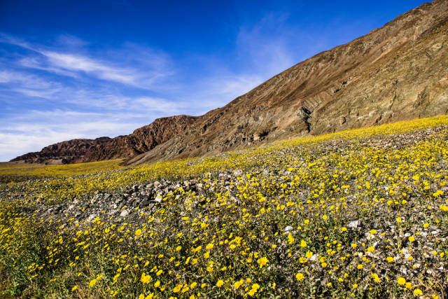 Death Valley Super Bloom in Death Valley - Best Time