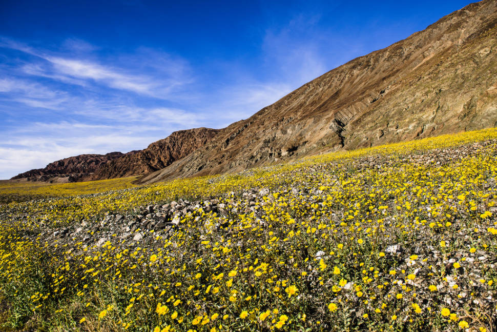 Death Valley Super Bloom in Death Valley - Best Time