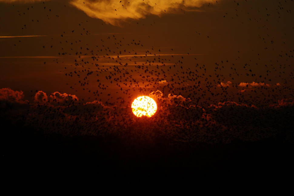 Black Sun or Starling Murmuration in Denmark - Best Season